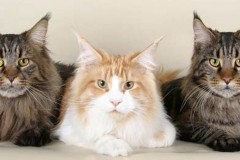 Сколько должен стоит котенок Мейн Кун?