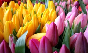 Что из цветов дарят на 8 марта?